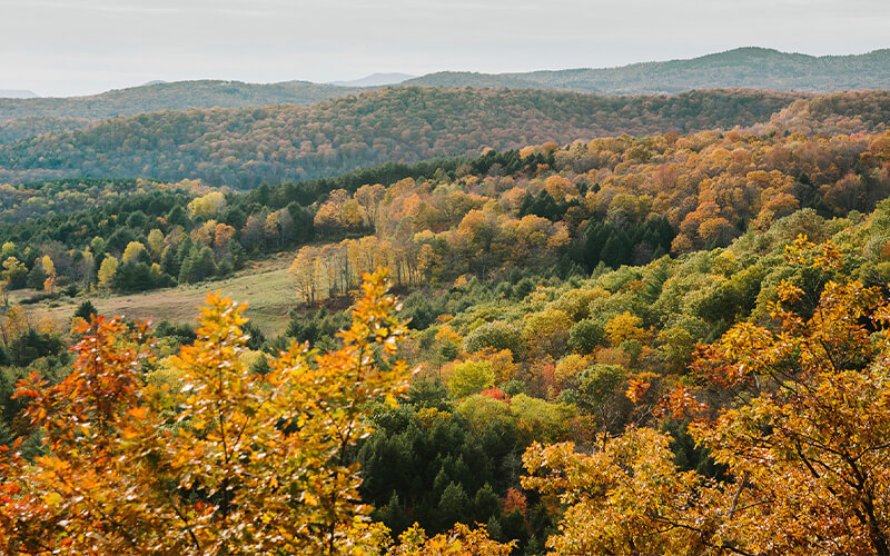 North American Hardwoods